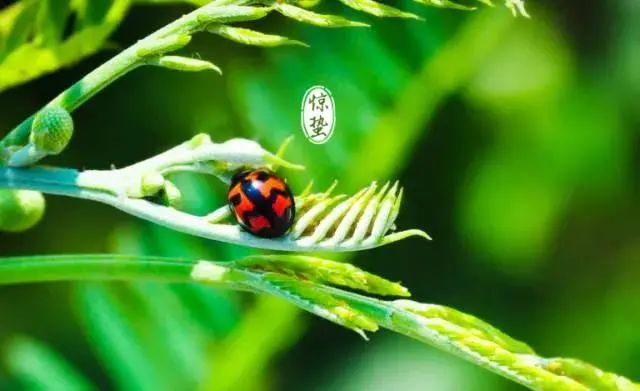 俗语“惊蛰不冻虫,寒到五月中”,啥意思?天气还会转冷?-句子橘 俗语“惊蛰不冻虫,寒到五月中”,啥意思?天气还会转冷?-句子橘