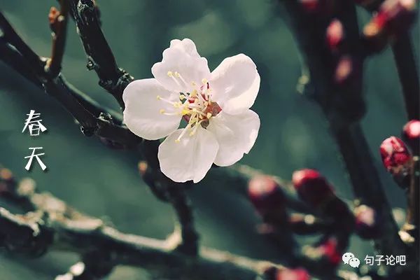 形容春天阳光明媚天气晴朗的诗句-句子橘 形容春天阳光明媚天气晴朗的诗句-句子橘