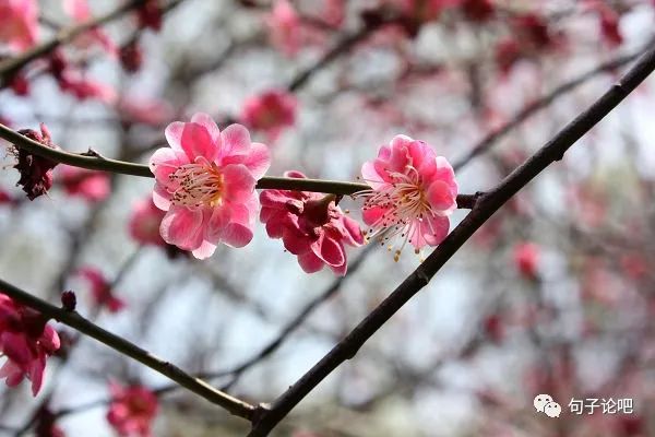 形容春天阳光明媚天气晴朗的诗句-句子橘 形容春天阳光明媚天气晴朗的诗句-句子橘