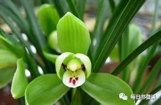 每日经典句子(第48期)-句子橘