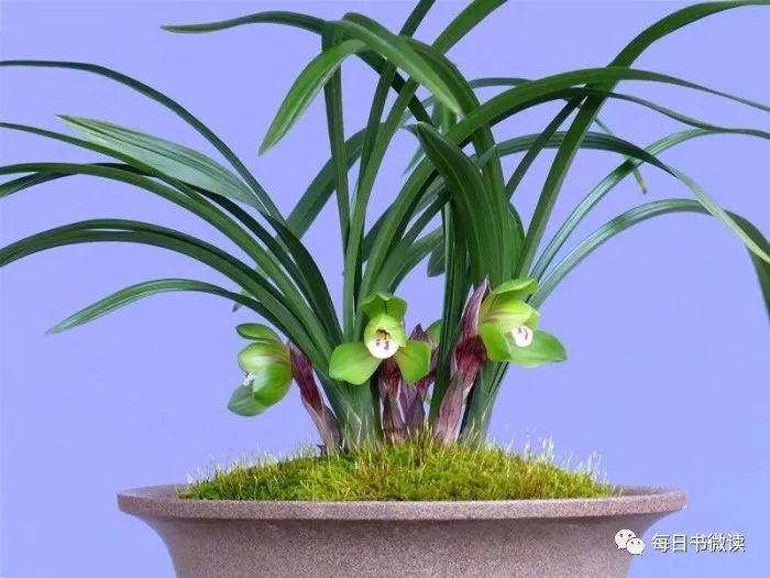 每日经典句子(第48期)-句子橘