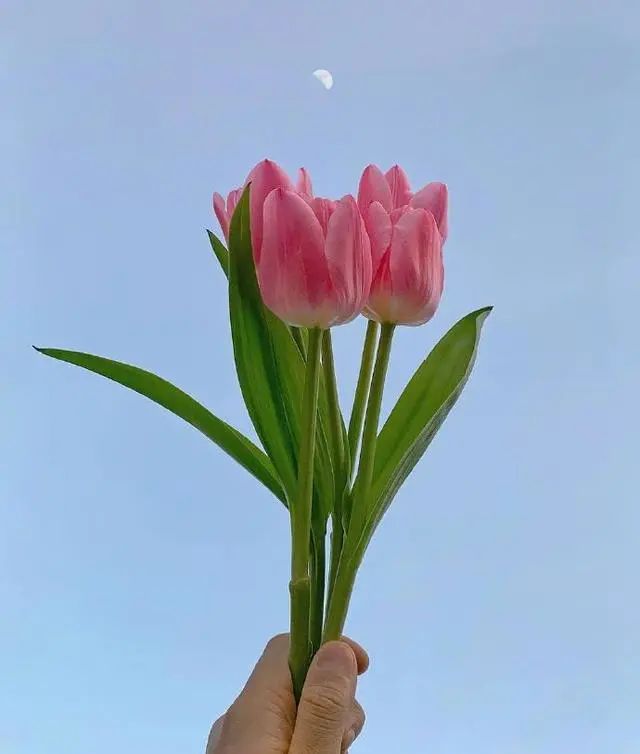 适合早上发朋友圈的心情句子,简单干净,人气超高!-句子橘 适合早上发朋友圈的心情句子,简单干净,人气超高!-句子橘