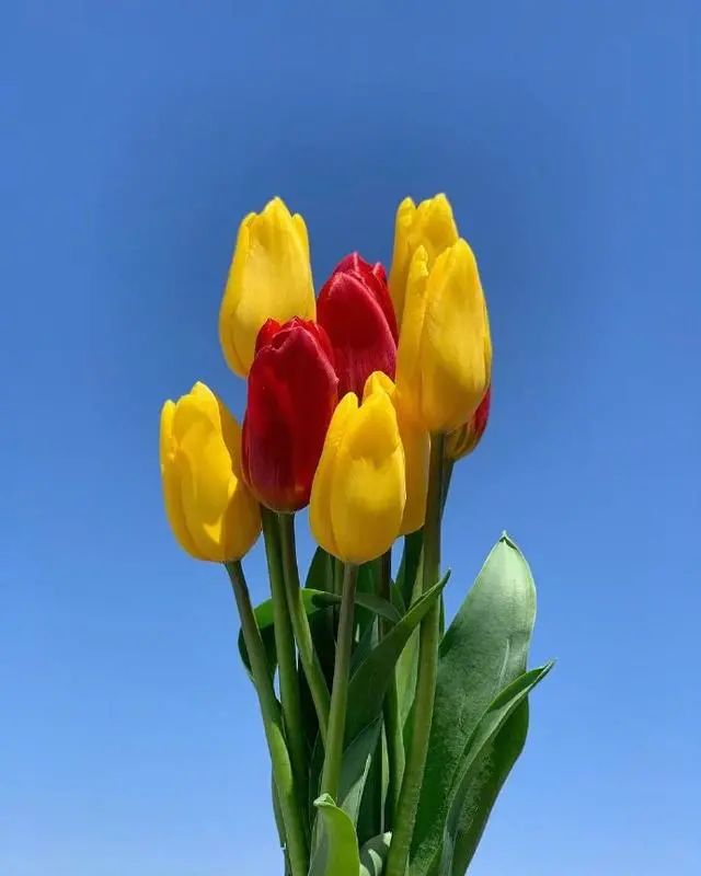 适合早上发朋友圈的心情句子,简单干净,人气超高!-句子橘 适合早上发朋友圈的心情句子,简单干净,人气超高!-句子橘