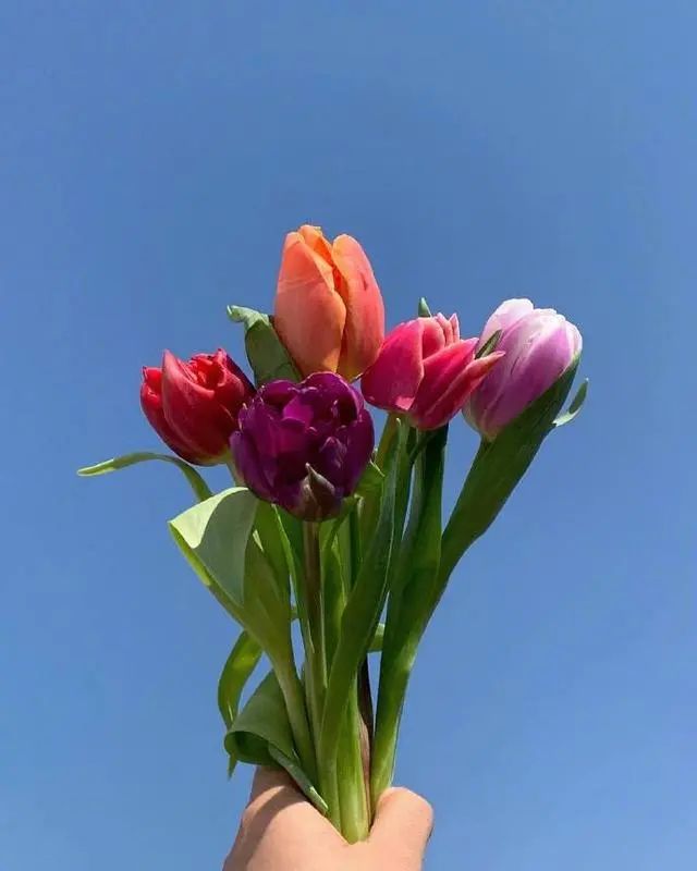 适合早上发朋友圈的心情句子,简单干净,人气超高!-句子橘 适合早上发朋友圈的心情句子,简单干净,人气超高!-句子橘