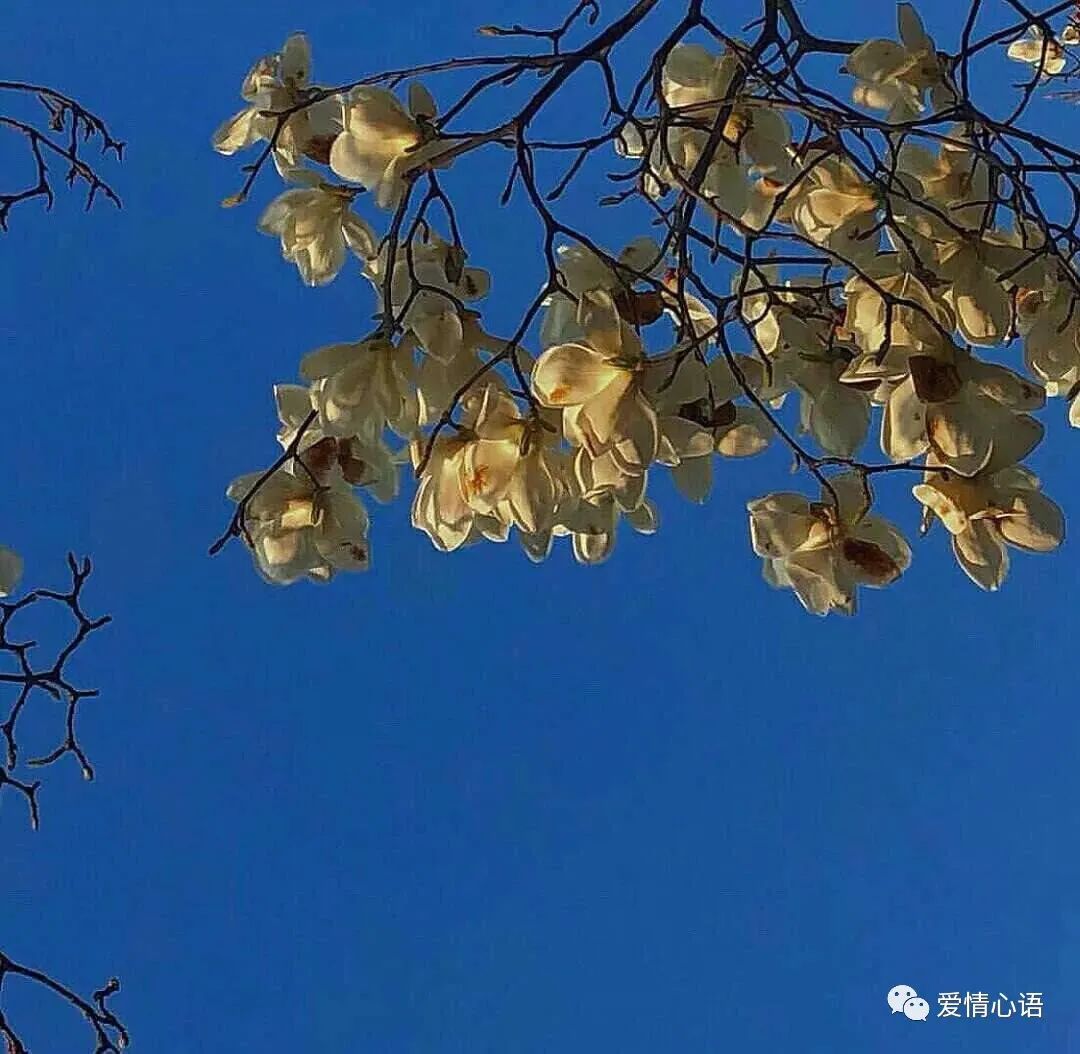 今日份少女心文艺小清新的温柔短句子”-句子橘 今日份少女心文艺小清新的温柔短句子”-句子橘