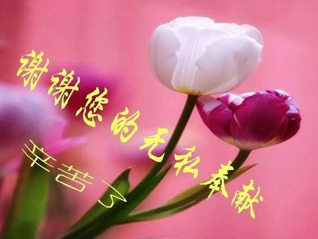 感恩老师的句子大全(表示感谢老师的句子)