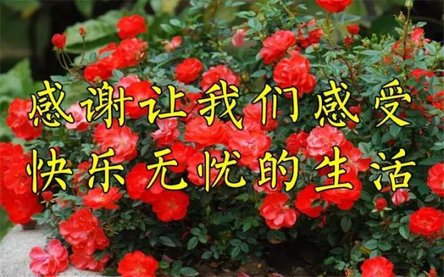 感恩节祝福：因为有你，心存感恩！衷心的祝福送给你最爱的人！