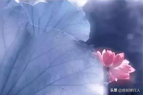 佛语:感恩遇见,不负不欠