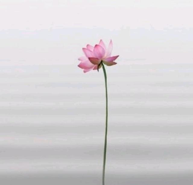 充满智慧的禅语，通透走心，看后让人心静