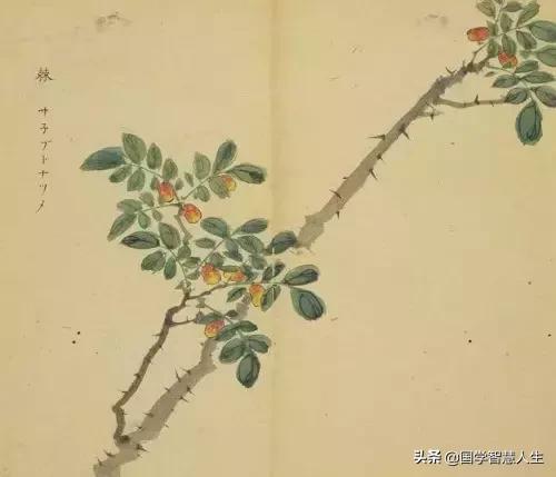 《诗经》教你如何优雅地感恩父母|释古