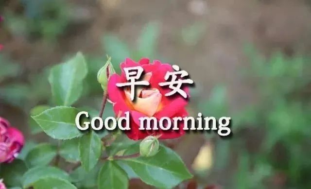 阳光简短的早安暖心句子,万里挑一,你见过几句-句子橘 阳光简短的早安暖心句子,万里挑一,你见过几句-句子橘