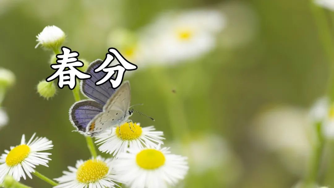 春分时节发给朋友家人的暖心祝福春分祝福语大全简短一句话-句子橘 春分时节发给朋友家人的暖心祝福春分祝福语大全简短一句话-句子橘