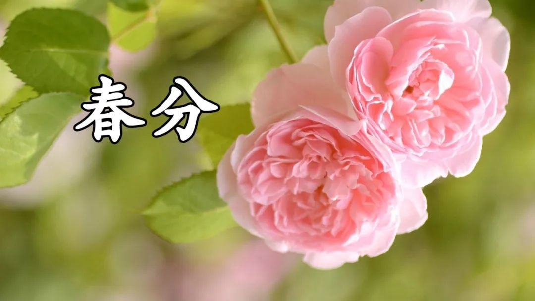 春分时节发给朋友家人的暖心祝福春分祝福语大全简短一句话-句子橘 春分时节发给朋友家人的暖心祝福春分祝福语大全简短一句话-句子橘