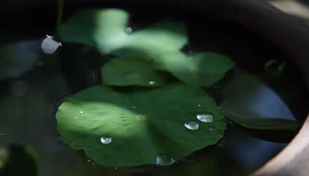 2021金子般的九句话，送给所有人！-句子橘