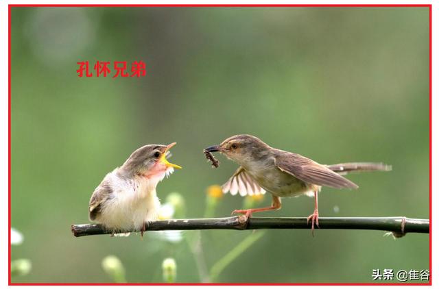 千字文里这5句话朗朗上口,每一句都有历史典故