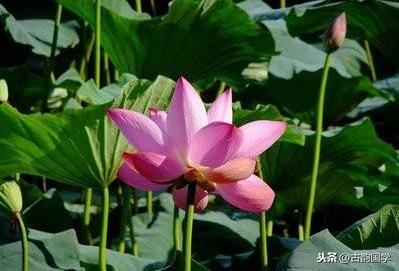 三字经中孝顺长辈的句子 三字经中孝顺长辈的句子