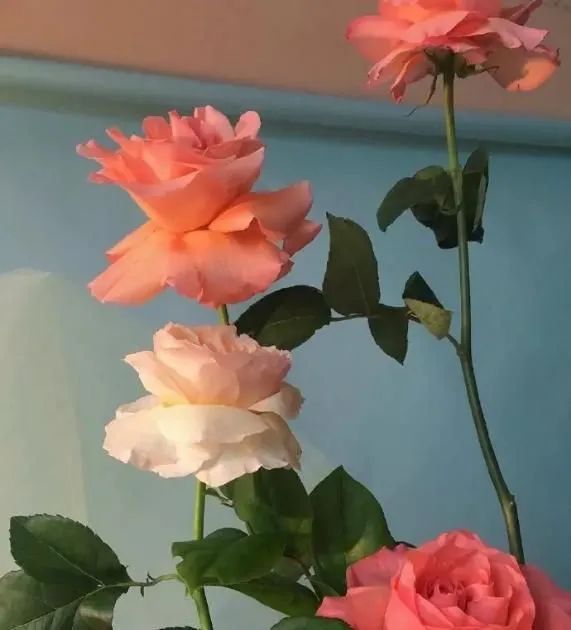 经典励志的句子:努力会说谎话,但不会白费!-句子橘 经典励志的句子:努力会说谎话,但不会白费!-句子橘