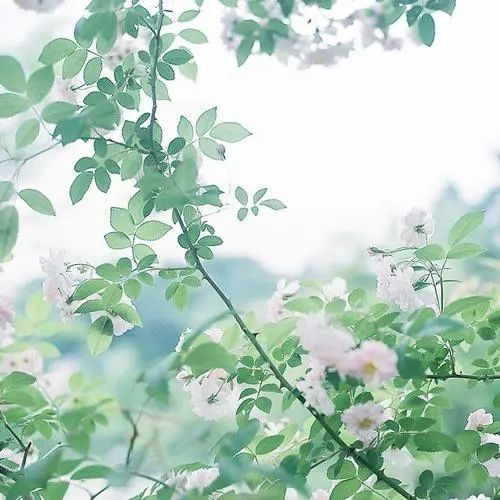 精致唯美的句子,阳光向上,为了理想努力拼搏的句子-句子橘 精致唯美的句子,阳光向上,为了理想努力拼搏的句子-句子橘