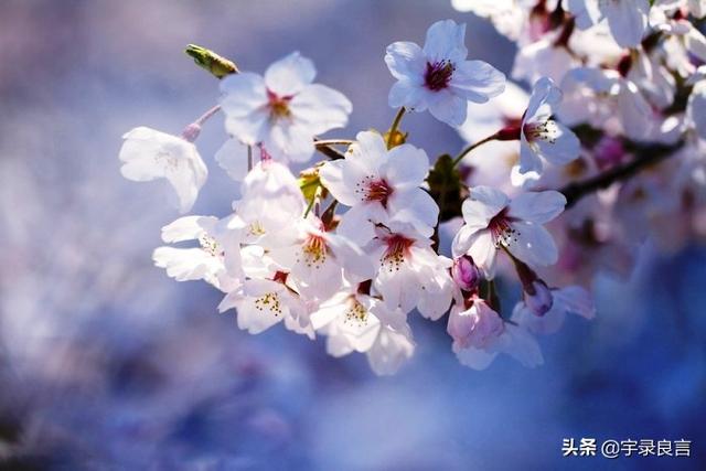 孝顺的优美句子 孝顺的优美句子
