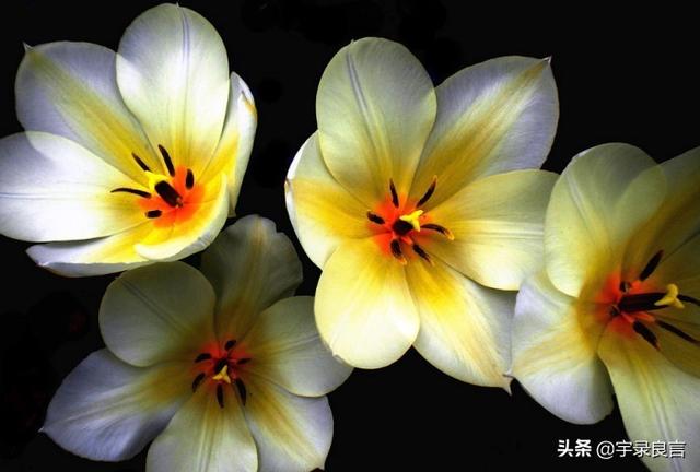 孝顺的优美句子 孝顺的优美句子