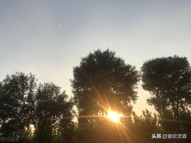 孝顺来不及等待的句子 孝顺来不及等待的句子
