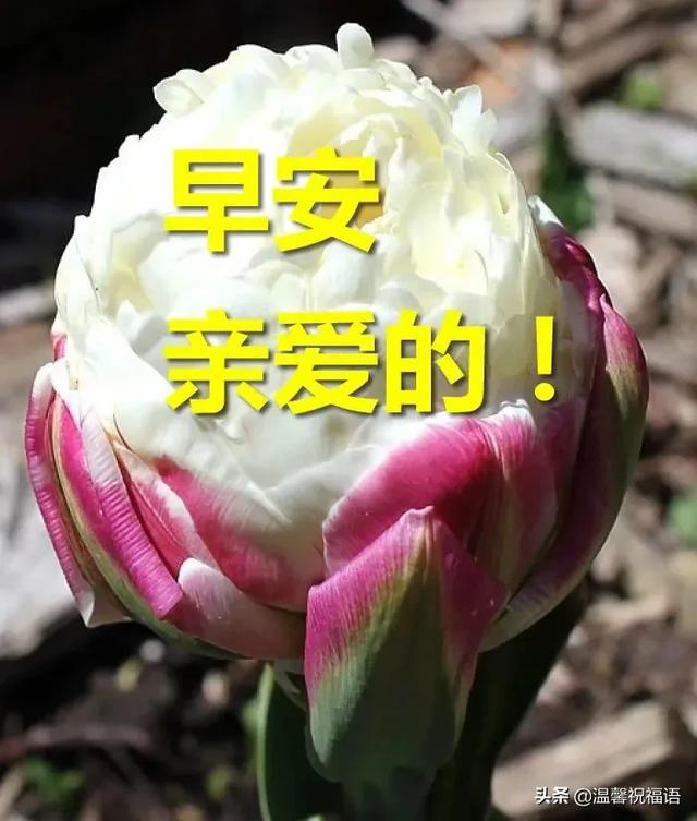 祝朋友幸福的句子短句2 祝朋友幸福的句子短句2