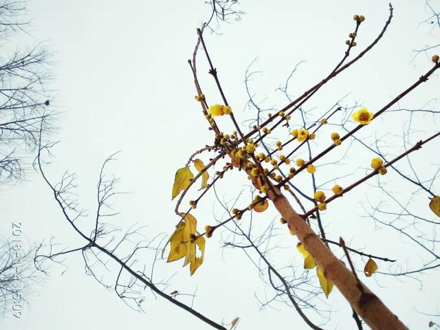 幸福的古诗句子唯美 幸福的古诗句子唯美