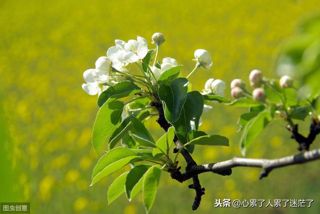 人生感悟的励志语录,回头发现,幸福很简单