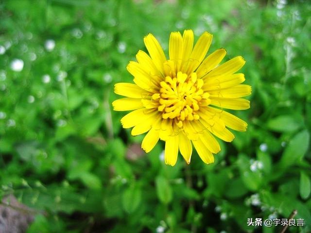 幸福生活的句子唯美短句 幸福生活的句子唯美短句