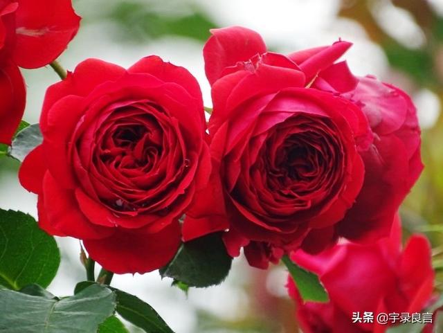 幸福生活的句子唯美短句 幸福生活的句子唯美短句