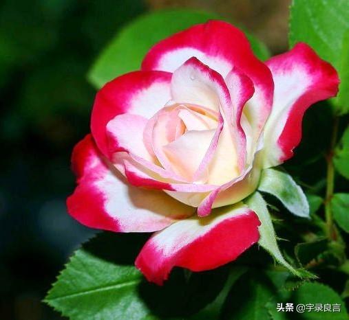 幸福生活的句子唯美短句 幸福生活的句子唯美短句