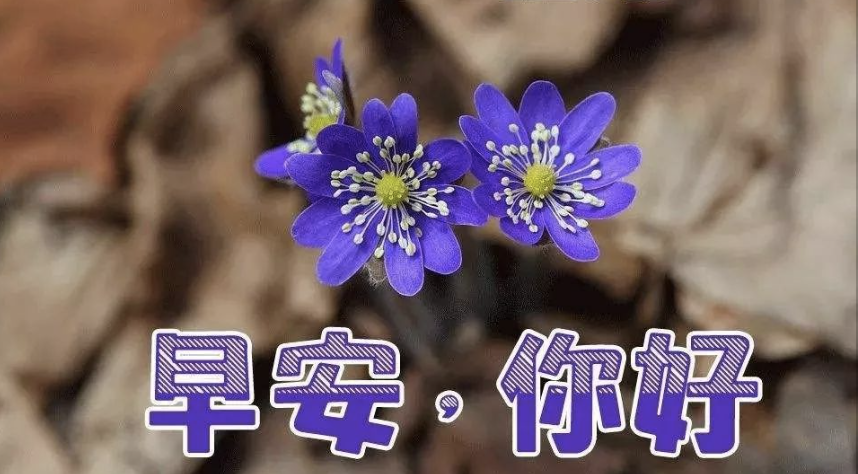 早上好问候语温馨句子2021最好看早上好图片大全-句子橘 早上好问候语温馨句子2021最好看早上好图片大全-句子橘