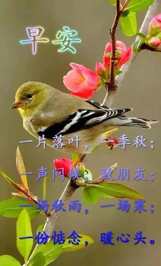 早上好问候语温馨句子2021最好看早上好图片大全-句子橘 早上好问候语温馨句子2021最好看早上好图片大全-句子橘