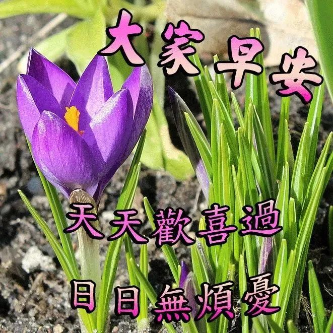 早上好问候语温馨句子2021最好看早上好图片大全-句子橘 早上好问候语温馨句子2021最好看早上好图片大全-句子橘