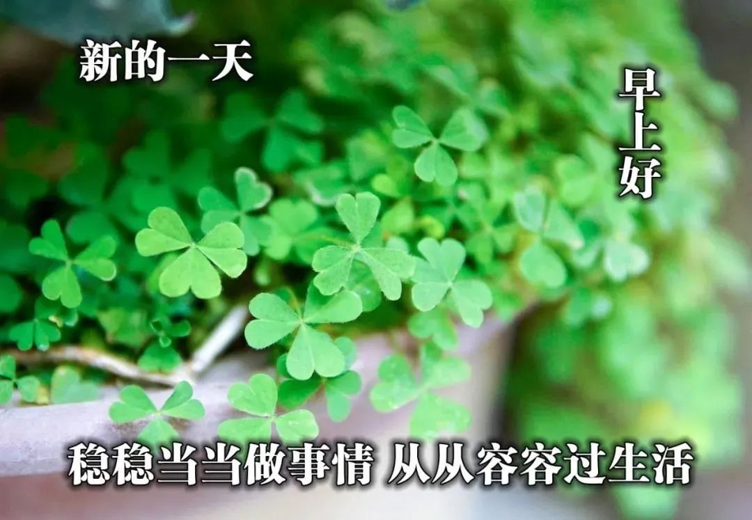 微信最美早上好祝福语,问候早安的温馨语句带漂亮早安图片-句子橘 微信最美早上好祝福语,问候早安的温馨语句带漂亮早安图片-句子橘