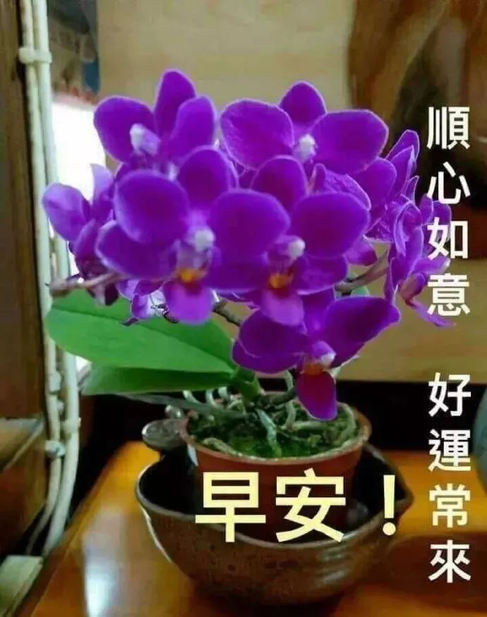 清晨早上好问候语温馨句子,2021最好看早上好图片大全-句子橘 清晨早上好问候语温馨句子,2021最好看早上好图片大全-句子橘