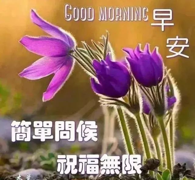 周末清晨早上好问候语精美句子早上好图片表情大全-句子橘