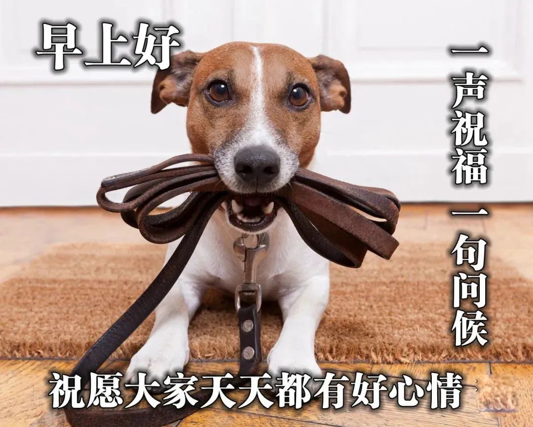 周末清晨早上好问候语精美句子早上好图片表情大全-句子橘