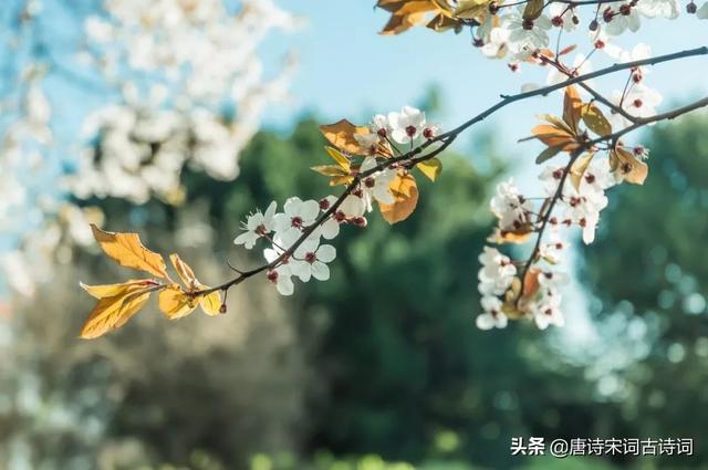 十首诗词,暮年生活,依旧美好