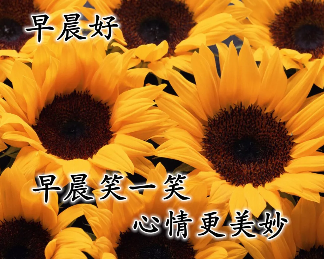 新版朋友圈早晨祝福语唯美句子,适合微信群发的早上好问候语图片大全-句子橘 新版朋友圈早晨祝福语唯美句子,适合微信群发的早上好问候语图片大全-句子橘