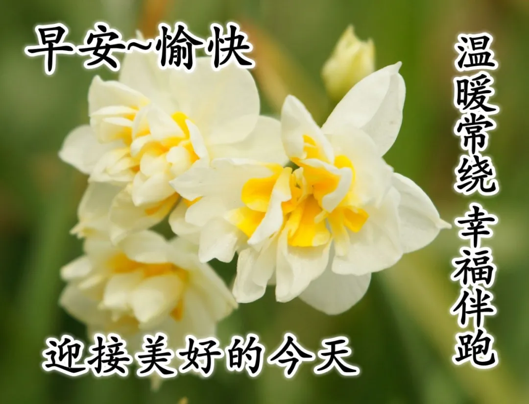 新版朋友圈早晨祝福语唯美句子,适合微信群发的早上好问候语图片大全-句子橘 新版朋友圈早晨祝福语唯美句子,适合微信群发的早上好问候语图片大全-句子橘