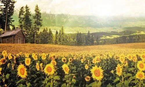 看完这50个唯美句子,你会彻底爱上英文!-句子橘 看完这50个唯美句子,你会彻底爱上英文!-句子橘
