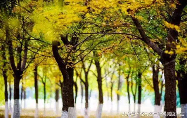 叶子的离去,是风的追求还是树的不挽留(受益终生)