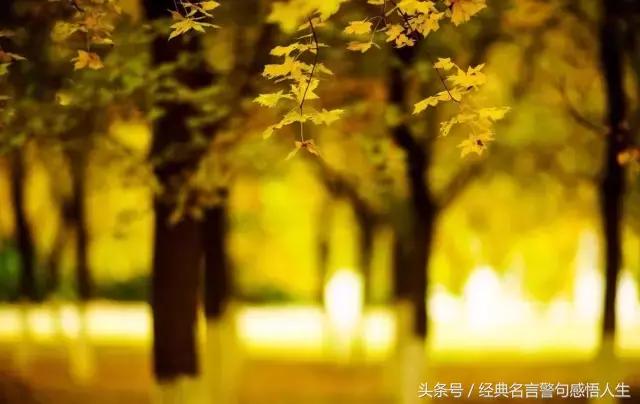 叶子的离去,是风的追求还是树的不挽留(受益终生)
