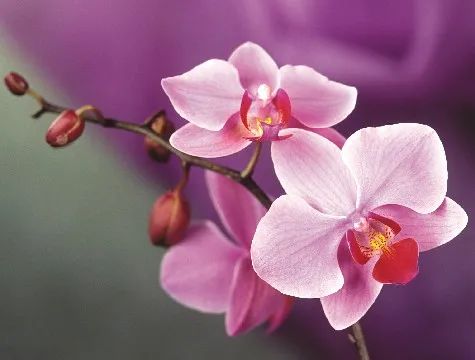 悲伤的句子:令人伤心流泪的句子,字字失望入骨,总有一句话戳痛你的心-句子橘 悲伤的句子:令人伤心流泪的句子,字字失望入骨,总有一句话戳痛你的心-句子橘