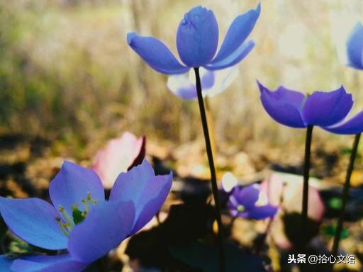 有心事不能诉说的句子,催泪感人,打动无数网友