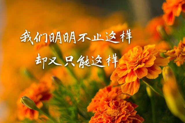 你走,我不挽留;你来,风里雨里我都去接你