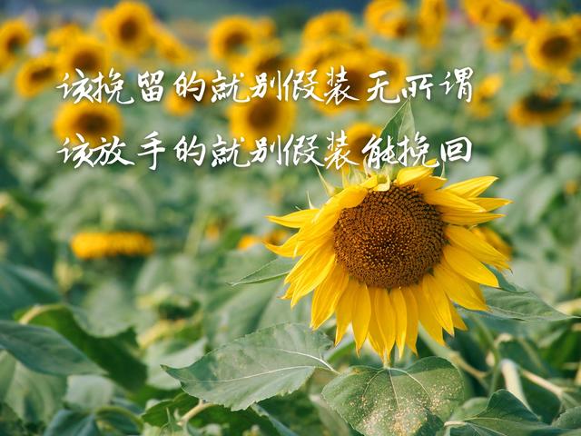 你走,我不挽留;你来,风里雨里我都去接你