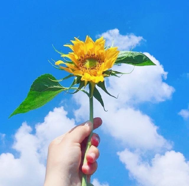 微笑向阳的暖心句子,唯美走心,直抵心灵