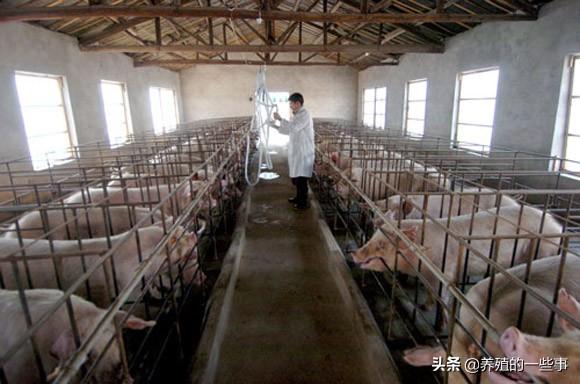 适合养猪人看的经典语录,句句触动人心